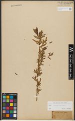 Foto von Salix triandra L. x Salix viminalis L.